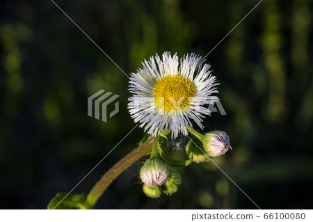 Korean wildflowers 66100080