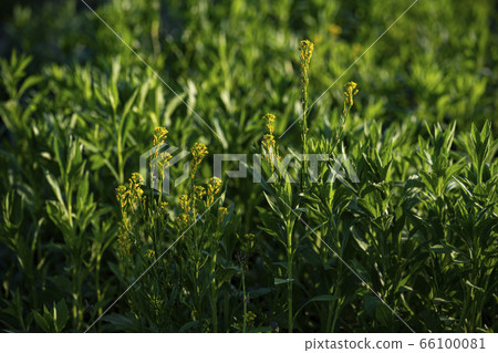 Korean wildflowers 66100081