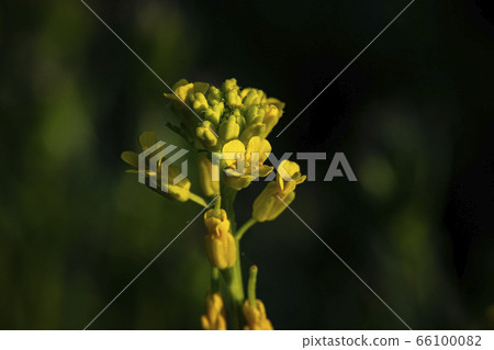 Korean wildflowers 66100082
