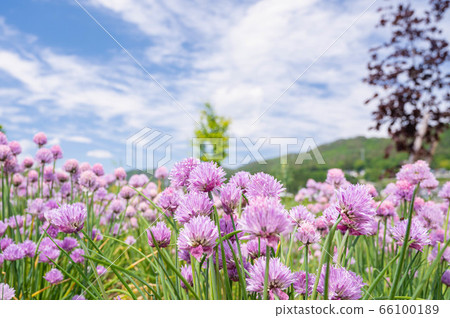 韭菜花 韭菜花 66100189