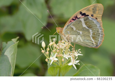Silver washed Fritillary underwing butterfly 66100235