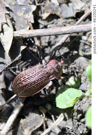 Carabus Cancellatus Copper Color Bug Carabus Cancellatus Copper Color Bug 66100241