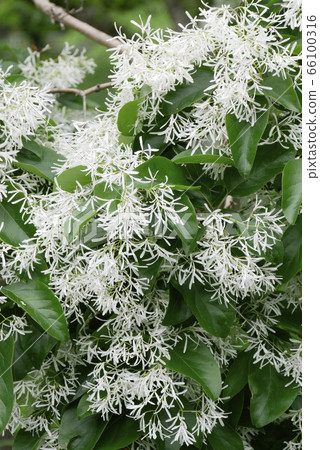 天然植物的照片：像雪一樣的Nanja Monja花，也稱為Hitotsubatagago花 66100316