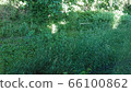 Where is the forest road? ? 66100862