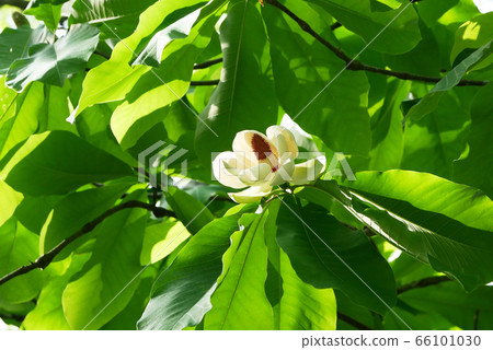 Photograph of a natural plant Hou no Hana no Kaori The forest is now the season of Hou Hana Photograph of a natural plant Hou no Hana no Kaori The forest is now the season of Hou Hana 66101030