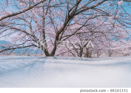Car roof and cherry blossom 66101331