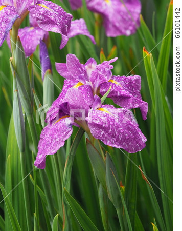 Beautiful iris (with water drops) Beautiful iris (with water drops) 66101442