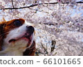 櫻花和狗 66101665