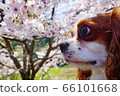 櫻花和狗 66101668