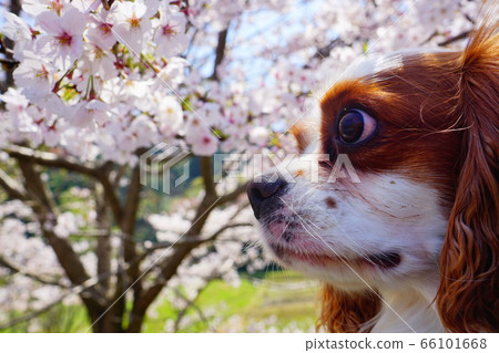 櫻花和狗 66101668