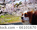 櫻花和狗 66101670