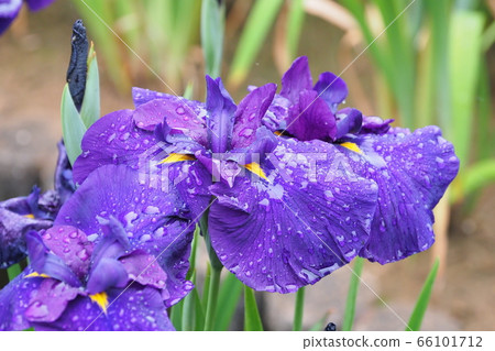 Beautiful iris (with water drops) 66101712