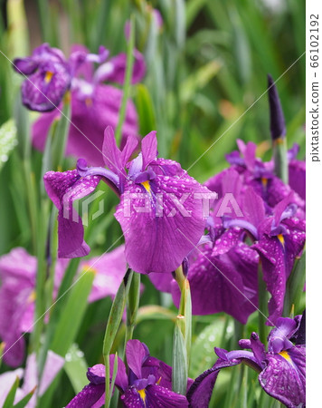 Beautiful iris (with water drops) 66102192