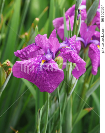 Beautiful iris (with water drops) 66102194