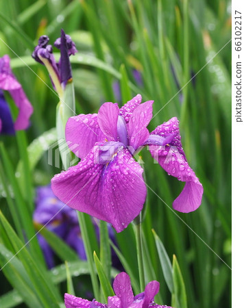 Beautiful iris (with water drops) 66102217
