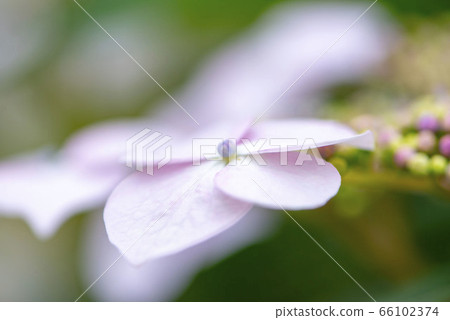 繡球 繡球 66102374