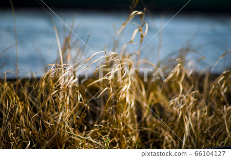 Wilted Grass, concept environmental problem in the Wilted Grass, concept environmental problem in the 66104127