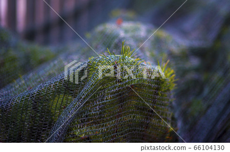 grass in the net, concept environmental problem in grass in the net, concept environmental problem in 66104130