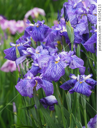 美麗的虹膜(水滴) 美麗的虹膜(水滴) 66104215