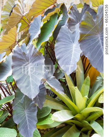 Colocasia esculenta with intense purple foliage and bromeliad in the garden. Colocasia esculenta with intense purple foliage and bromeliad in the garden. 66104536