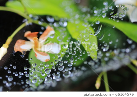 Spider web and water droplet 66104579