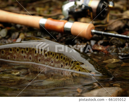 Wild Brown Trout Wild Brown Trout 66105012
