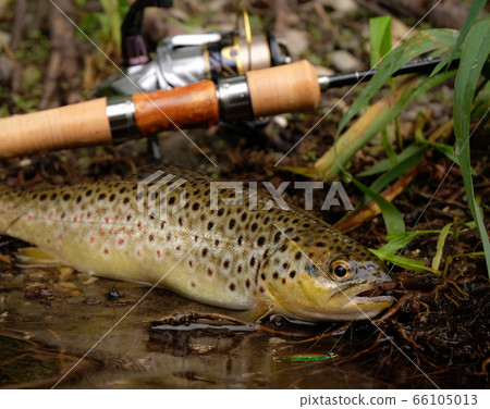 Wild Brown Trout 66105013