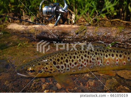 Wild Brown Trout 66105019
