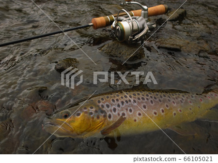 Wild Brown Trout Wild Brown Trout 66105021