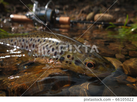 Wild Brown Trout Wild Brown Trout 66105022