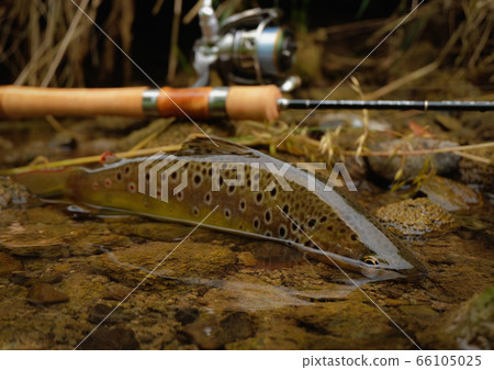 Wild Brown Trout Wild Brown Trout 66105025