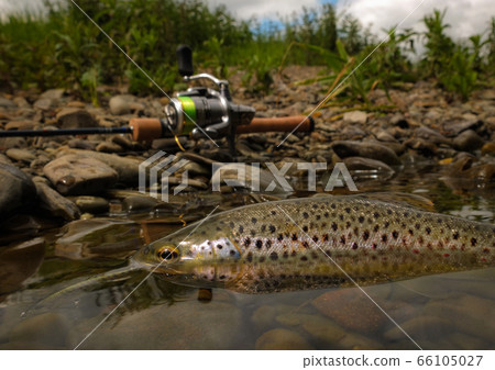 Wild Brown Trout Wild Brown Trout 66105027