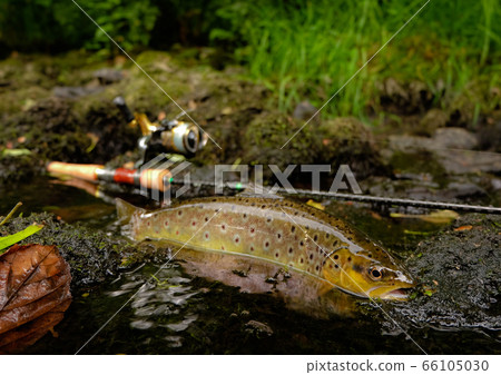 Trout with fishing tackle Trout with fishing tackle 66105030