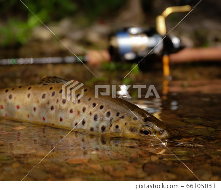 Trout fish in clear water Trout fish in clear water 66105031