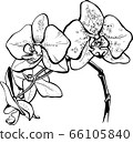 Vector flower orchid. Element for design. 66105840