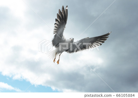 Seagull Lesser Black-backed Gull Larus fuscus one Seagull Lesser Black-backed Gull Larus fuscus one 66105884
