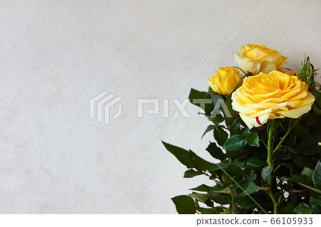 Yellow rose with green leaves on a light background with texture. Greeting card with copy space for text. 66105933