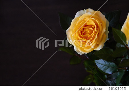 Yellow rose with green leaves on a black blurred background. Postcard for text. 66105935