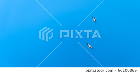 couple of stork flying in the blue sky. banner with copy space couple of stork flying in the blue sky. banner with copy space 66106869