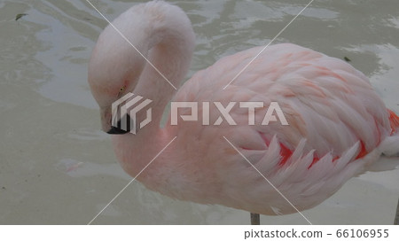 Flamingo Flamingo 66106955