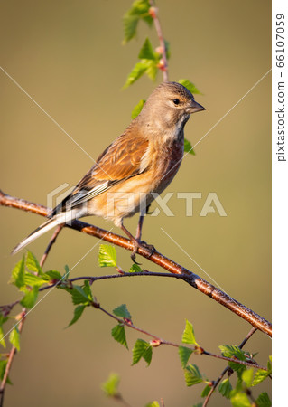 Female common linnet perched on tree twig in vertical composition at sunrise Female common linnet perched on tree twig in vertical composition at sunrise 66107059