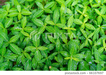 Fresh green leaf full of screen water drops [Nagano Prefecture] 66107697