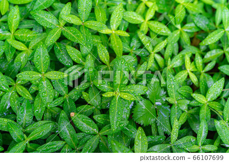 Fresh green leaf full of screen water drops [Nagano Prefecture] 66107699