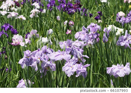 水仙花花 66107993