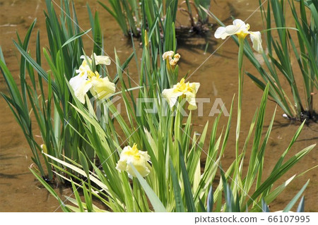 水仙花花 66107995