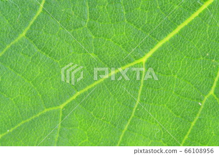 Fresh green leaf texture, leaf background, macro image. Back side of leaf. Close-up Fresh green leaf texture, leaf background, macro image. Back side of leaf. Close-up 66108956