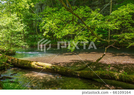 新鮮的綠色Okuirase山間溪流 新鮮的綠色Okuirase山間溪流 66109164