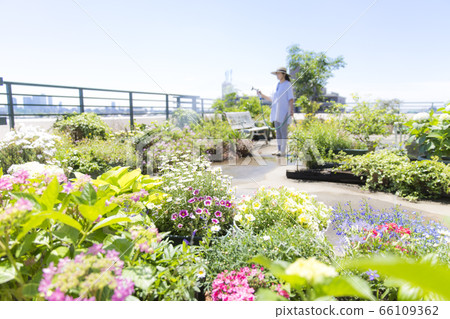 Middle-aged woman watering plants on balcony, gardening, watering Middle-aged woman watering plants on balcony, gardening, watering 66109362