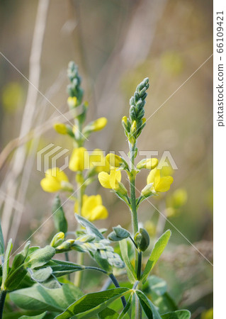 初夏花仙台Ha 初夏花仙台Ha 66109421