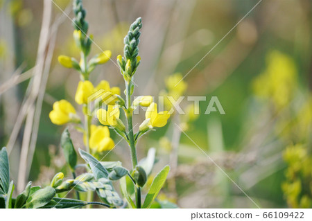 初夏花仙台Ha 66109422